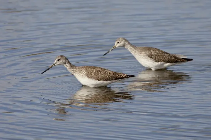 Framed Print : Two greater yellowlegs (Tringa melanoleuca), Salton Sea, California, United States of America, North Framed Print : Two greater yellowlegs (Tringa melanoleuca), Salton Sea, California, United States of America, North