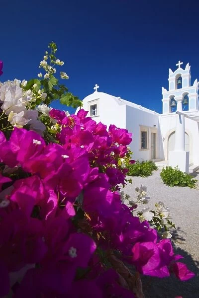 Greek church and flowers, Santorini, Cyclades, Greek Islands, Greece, Europe