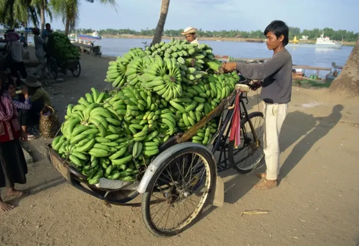 Framed Print : Green bananas being off-loaded at port for transportation by cyclo to market in Cambodia Framed Print : Green bananas being off-loaded at port for transportation by cyclo to market in Cambodia