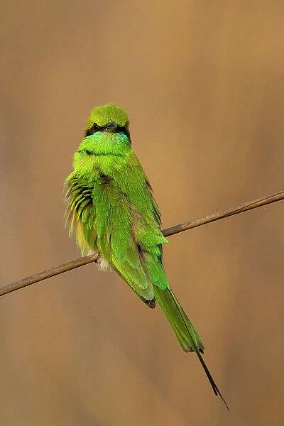 Green Bee-Eater (Merops orientalis), Bandhavgarh National Park, Madhya Pradesh, India, Asia