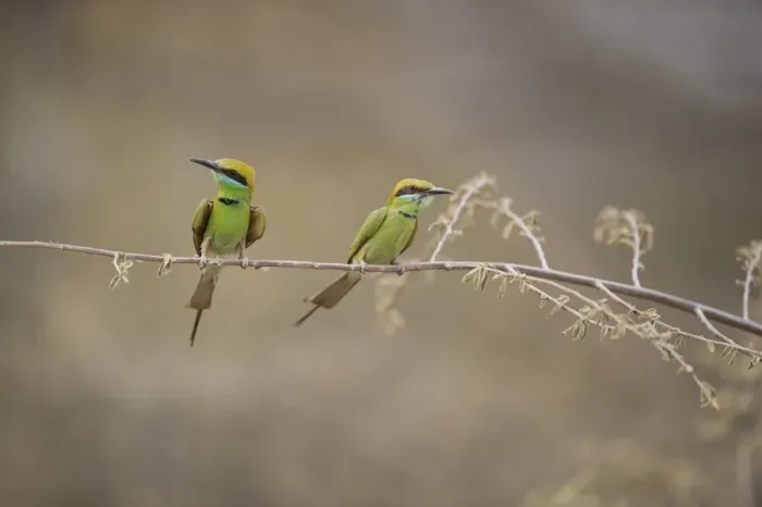 Framed Print : Green bee eater, Ranthambhore National Park, Rajasthan, India, Asia Framed Print : Green bee eater, Ranthambhore National Park, Rajasthan, India, Asia