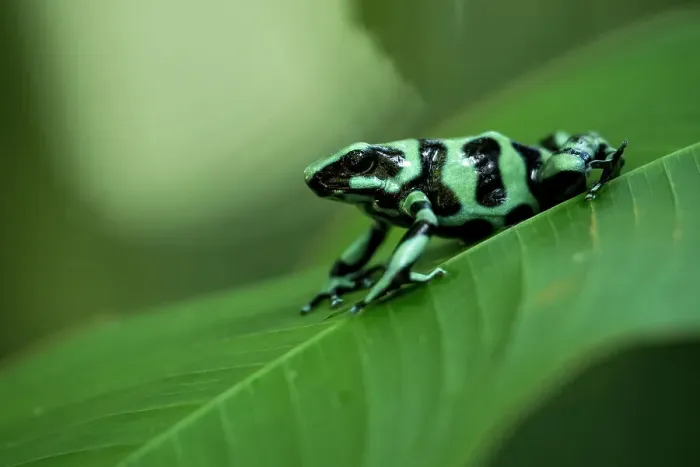 Framed Print : Green and black poison dart frog (Dendrobates auratus), Sarapiqui, Costa Rica, Central America Framed Print : Green and black poison dart frog (Dendrobates auratus), Sarapiqui, Costa Rica, Central America