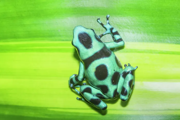 Framed Print : Green and Black poison dart frog, (Dendrobates auratus), Costa Rica