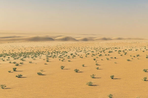 Green bushes in the Tenere desert, Niger, West Africa, Africa