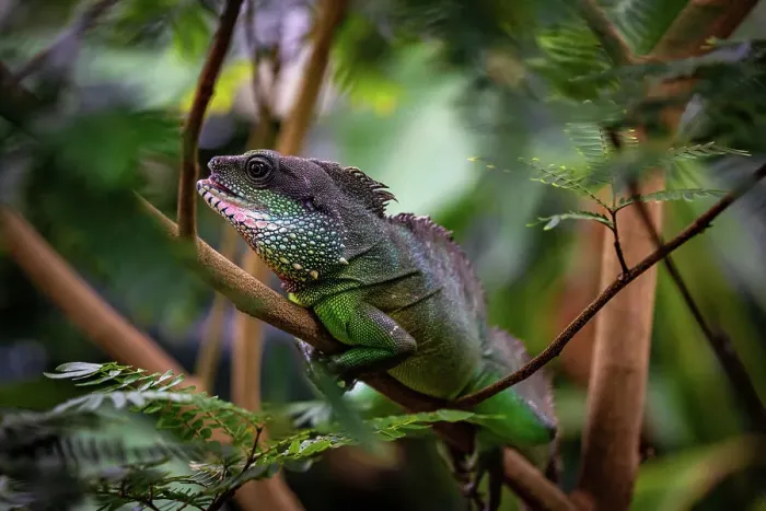 Framed Print : Green chameleon camouflaged among lush foliage, displaying natural wildlife and adaptation at Kew Gardens, London, England, United Kingdom, Europe Framed Print : Green chameleon camouflaged among lush foliage, displaying natural wildlife and adaptation at Kew Gardens, London, England, United Kingdom, Europe