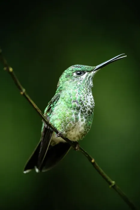 Framed Print : A green-crowned brilliant Hummingbird, Lowland rainforest, Sarapiqui, Costa Rica, Central America Framed Print : A green-crowned brilliant Hummingbird, Lowland rainforest, Sarapiqui, Costa Rica, Central America