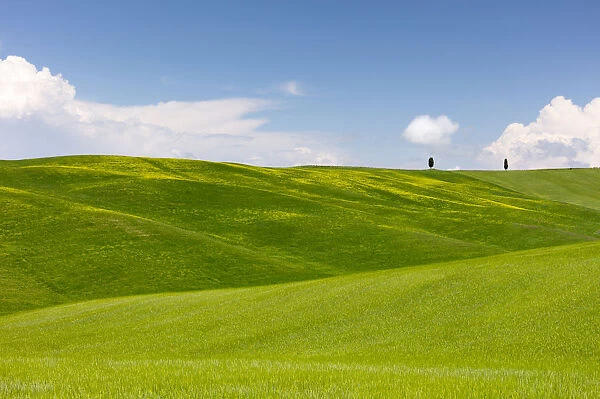 Green fields, Cypress trees and blue sky in Val d Orcia, UNESCO World Heritage Site