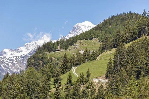 Green forest and snowy mountains, San Romerio Alp, Brusio, Canton of Graubunden, Poschiavo Valley