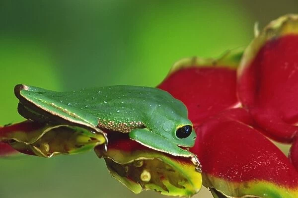 Green frog on a Heliconea flower, Amazonian wildlife, Madidi National Park