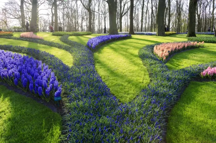 Framed Print : Green gardens of flowers in bloom in spring at the Keukenhof Botanical Garden, Lisse Framed Print : Green gardens of flowers in bloom in spring at the Keukenhof Botanical Garden, Lisse