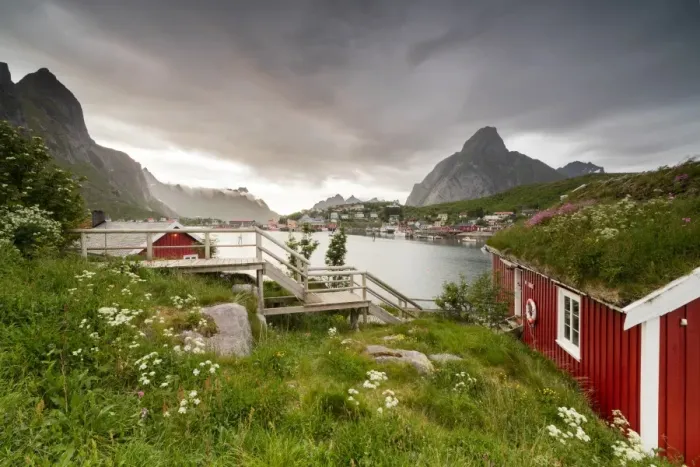 Framed Print : Green grass and flowers frame the typical Rorbu surrounded by sea, Reine, Nordland county Framed Print : Green grass and flowers frame the typical Rorbu surrounded by sea, Reine, Nordland county