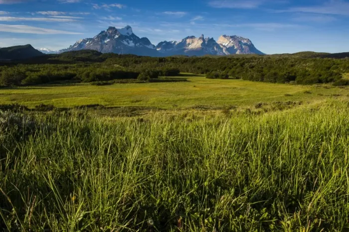 Framed Print : Green grass, Torres del Paine National Park, Patagonia, Chile, South America Framed Print : Green grass, Torres del Paine National Park, Patagonia, Chile, South America