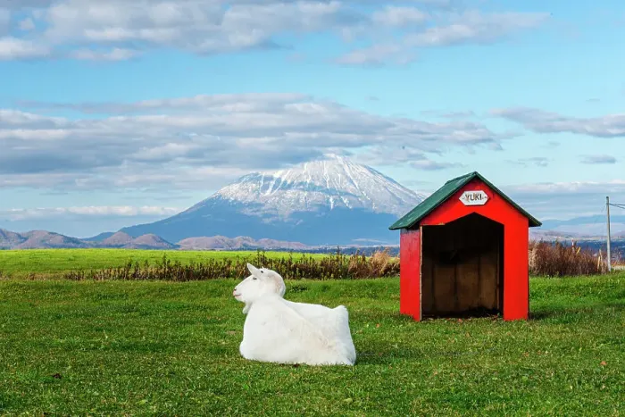 Framed Print : Green grass with a white goat named Yuki sitting next to its red hut and beautiful volcanic panorama of snowy volcano, Yotei-zan, Hokkaido, Japan, Asia Framed Print : Green grass with a white goat named Yuki sitting next to its red hut and beautiful volcanic panorama of snowy volcano, Yotei-zan, Hokkaido, Japan, Asia