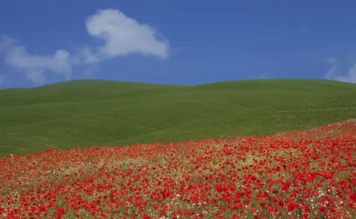 Framed Print : Green hills and red poppies near Pienza, Tuscany, Italy, Europe Framed Print : Green hills and red poppies near Pienza, Tuscany, Italy, Europe