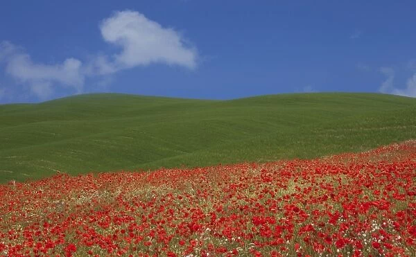 Green hills and red poppies near Pienza, Tuscany, Italy, Europe