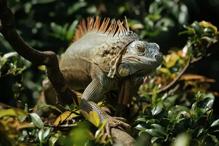 Framed Print : Green Iguana (Iguana iguana), Alajuela Province, Costa Rica, Central America Framed Print : Green Iguana (Iguana iguana), Alajuela Province, Costa Rica, Central America