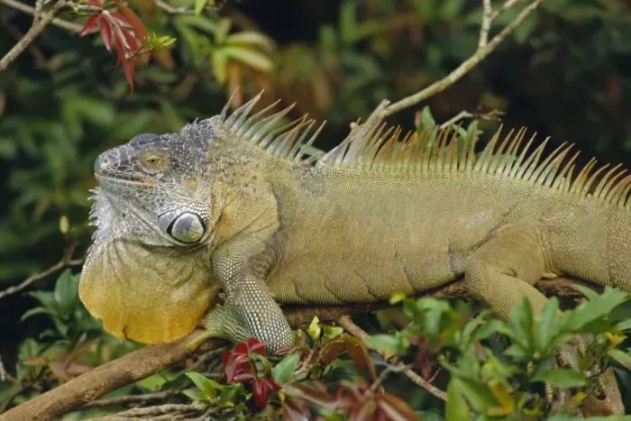 Framed Print : Green Iguana (Iguana iguana), basking in tree foliage, Muelle San Carlos Framed Print : Green Iguana (Iguana iguana), basking in tree foliage, Muelle San Carlos