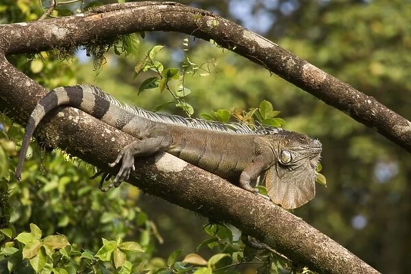 A green iguana (Iguana iguana) (common iguana) (American iguana), in the jungle of Costa Rica