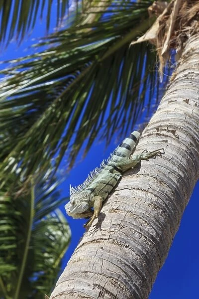 Green iguana (iguana iguana), dorsal crest in profile, descends palm tree trunk, Orient Beach, St. Martin (St. Maarten), West Indies, Caribbean, Central America