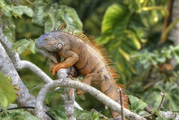 Green Iguana (Iguana iguana), Green Iguana Project, San Ignacio, Belize, Central America