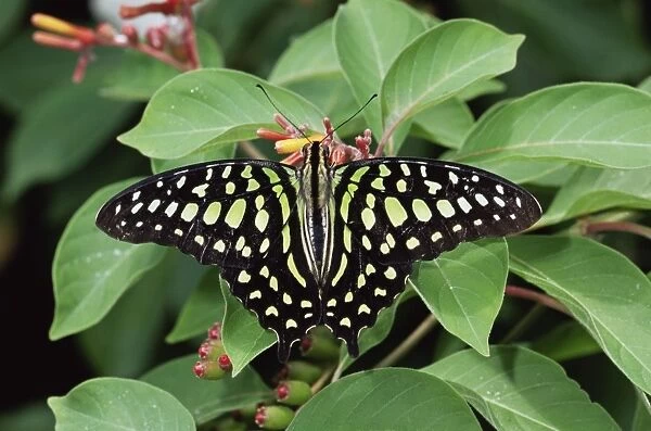Green jay butterfly (Graphium agamemnon)