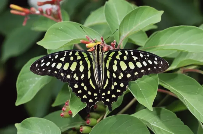 Framed Print : Green jay butterfly (Graphium agamemnon) Framed Print : Green jay butterfly (Graphium agamemnon)
