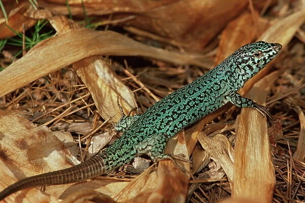 Green lizard (Podarcis pityusensis)