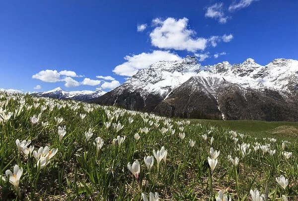 Green meadows covered with blooming crocus framed by snowy peaks in spring, Barchi