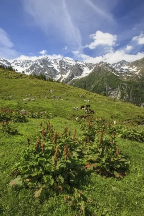 Framed Print : Green meadows and cows grazing on a sunny summer day, Orobie Alps, Arigna Valley Framed Print : Green meadows and cows grazing on a sunny summer day, Orobie Alps, Arigna Valley
