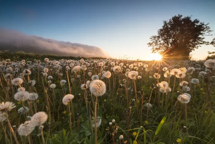 Framed Print : Green meadows of dandelions framed by the midnight sun, Fredvang, Moskenesoya, Nordland county Framed Print : Green meadows of dandelions framed by the midnight sun, Fredvang, Moskenesoya, Nordland county