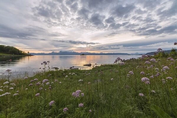 Green meadows and flowers frame the sea under the pink clouds of the midnight sun