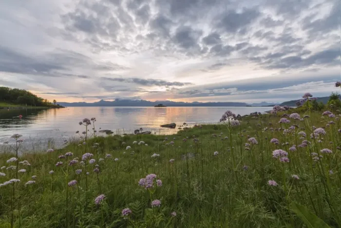 Framed Print : Green meadows and flowers frame the sea under the pink clouds of the midnight sun Framed Print : Green meadows and flowers frame the sea under the pink clouds of the midnight sun