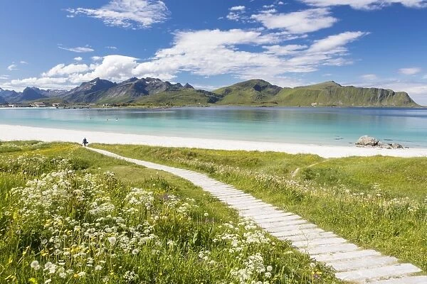 Green meadows and flowers surrounded by turquoise sea and fine sand, Ramberg, Lofoten Islands