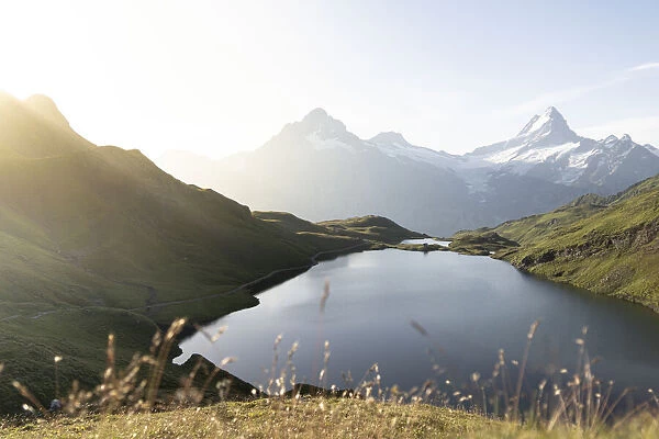 Green meadows surrounding Bachalpsee lake lit by sunrise, Grindelwald, Bernese Oberland