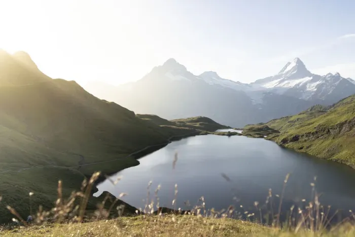 Framed Print : Green meadows surrounding Bachalpsee lake lit by sunrise, Grindelwald, Bernese Oberland Framed Print : Green meadows surrounding Bachalpsee lake lit by sunrise, Grindelwald, Bernese Oberland