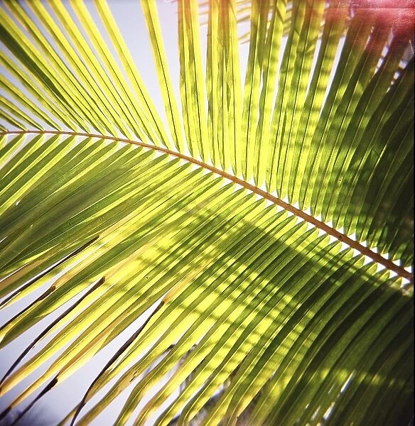Green palm leaves captured against the sky with sunlight streaming through