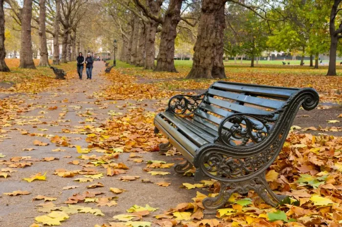 Framed Print : Green Park in autumn, London, England, United Kingdom, Europe Framed Print : Green Park in autumn, London, England, United Kingdom, Europe