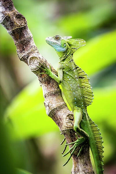Green Plumed Basilisk Lizard (Basiliscus plumifrons), Boca Tapada, Alajuela Province