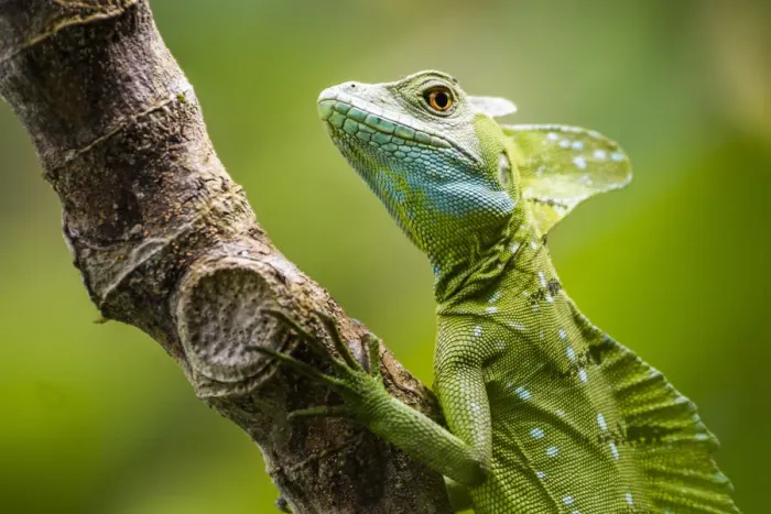 Framed Print : Green Plumed Basilisk Lizard (Basiliscus plumifrons), Boca Tapada, Alajuela Province Framed Print : Green Plumed Basilisk Lizard (Basiliscus plumifrons), Boca Tapada, Alajuela Province