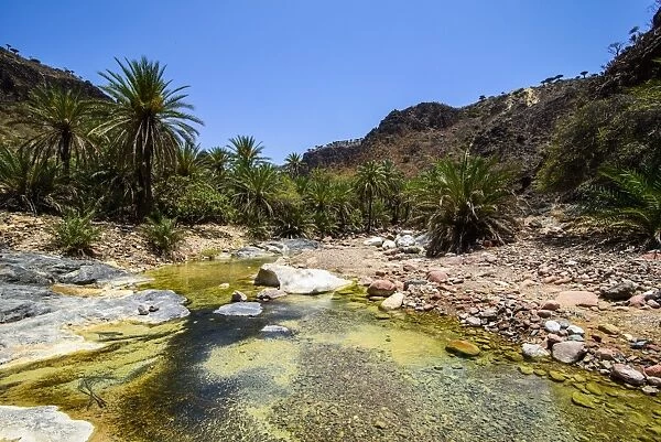 Very green pond in a valley in the Dixsam plateau on the island of Socotra, UNESCO World Heritage Site, Yemen, Middle East
