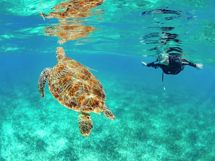 Framed Print : Green sea turtle (Chelonia mydas), with snorkeler near Caye Caulker, inside the Mesoamerican Barrier Reef, Belize Framed Print : Green sea turtle (Chelonia mydas), with snorkeler near Caye Caulker, inside the Mesoamerican Barrier Reef, Belize