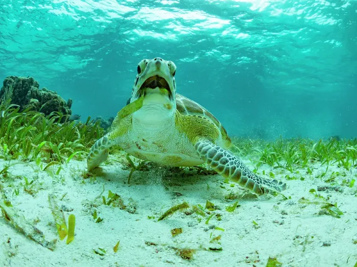 Framed Print : Green sea turtle (Chelonia mydas), feeding on the sand near Caye Caulker, inside the Mesoamerican Barrier Reef, Belize Framed Print : Green sea turtle (Chelonia mydas), feeding on the sand near Caye Caulker, inside the Mesoamerican Barrier Reef, Belize