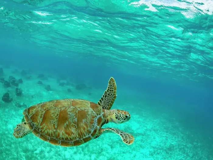Framed Print : Green sea turtle (Chelonia mydas), surfacing for air near Caye Caulker, inside the Mesoamerican Barrier Reef, Belize Framed Print : Green sea turtle (Chelonia mydas), surfacing for air near Caye Caulker, inside the Mesoamerican Barrier Reef, Belize