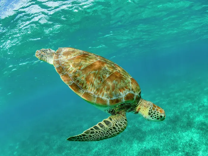 Framed Print : Green sea turtle (Chelonia mydas), surfacing for air near Caye Caulker, inside the Mesoamerican Barrier Reef, Belize Framed Print : Green sea turtle (Chelonia mydas), surfacing for air near Caye Caulker, inside the Mesoamerican Barrier Reef, Belize