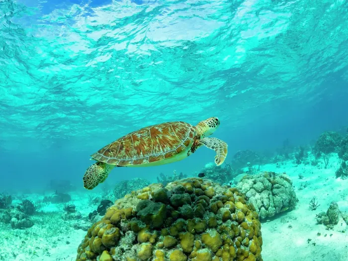 Framed Print : Green sea turtle (Chelonia mydas), surfacing for air near Caye Caulker, inside the Mesoamerican Barrier Reef, Belize Framed Print : Green sea turtle (Chelonia mydas), surfacing for air near Caye Caulker, inside the Mesoamerican Barrier Reef, Belize