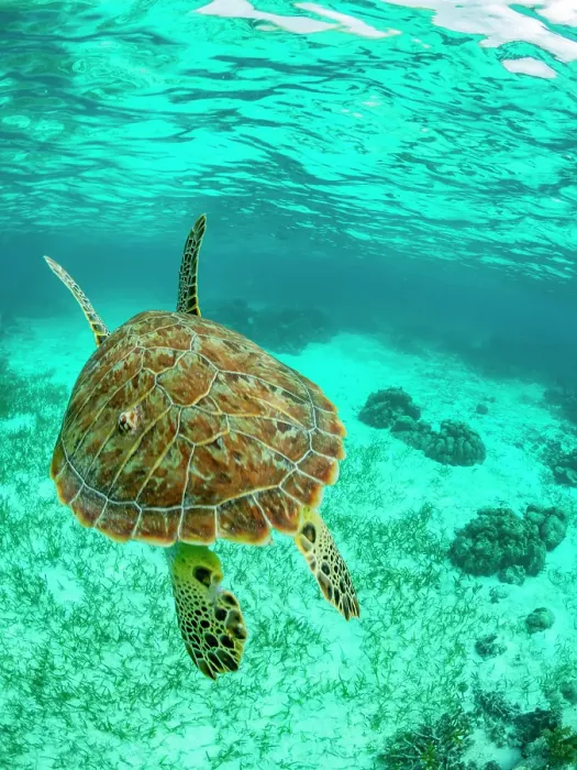 Framed Print : Green sea turtle (Chelonia mydas), surfacing for air near Caye Caulker, inside the Mesoamerican Barrier Reef, Belize Framed Print : Green sea turtle (Chelonia mydas), surfacing for air near Caye Caulker, inside the Mesoamerican Barrier Reef, Belize