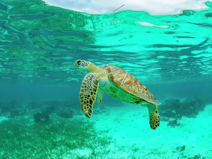 Framed Print : Green sea turtle (Chelonia mydas), surfacing for air near Caye Caulker, inside the Mesoamerican Barrier Reef, Belize Framed Print : Green sea turtle (Chelonia mydas), surfacing for air near Caye Caulker, inside the Mesoamerican Barrier Reef, Belize
