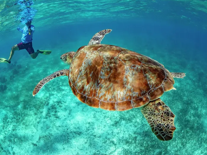 Framed Print : Green sea turtle (Chelonia mydas), with snorkeler near Caye Caulker, inside the Mesoamerican Barrier Reef, Belize Framed Print : Green sea turtle (Chelonia mydas), with snorkeler near Caye Caulker, inside the Mesoamerican Barrier Reef, Belize