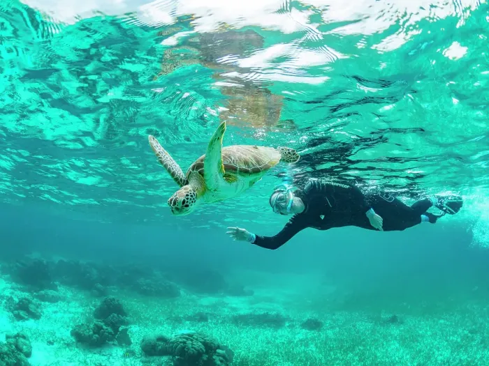 Framed Print : Green sea turtle (Chelonia mydas), with snorkeler near Caye Caulker, inside the Mesoamerican Barrier Reef, Belize Framed Print : Green sea turtle (Chelonia mydas), with snorkeler near Caye Caulker, inside the Mesoamerican Barrier Reef, Belize
