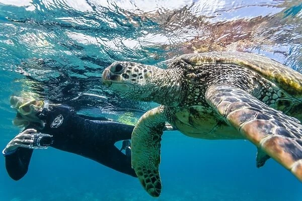 Green sea turtle (Chelonia mydas) underwater with snorkeler, Maui, Hawaii, United States of America, Pacific